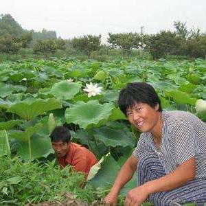 临沂市哪个县产藕