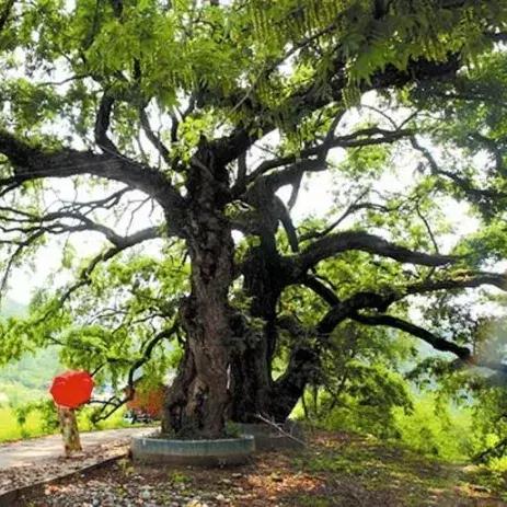 广西桂林市怎么去广州