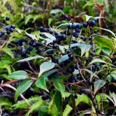 温州市蔬菜代采的长尾关键词有什么