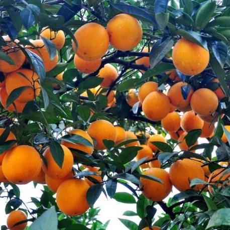 一级台风用什么颜色表示