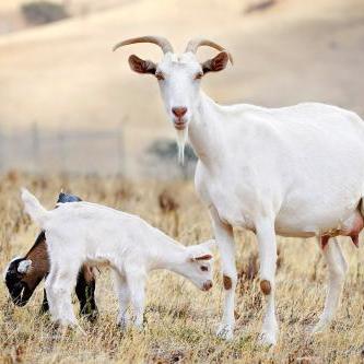 桂林市界首镇特产有哪些