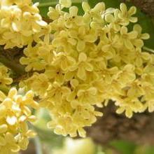 广德施桂林相关长尾关键词有哪些