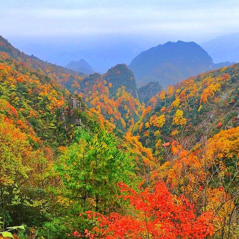西安市种植什么树好看呢