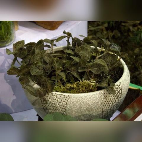 福建金线莲种植方法的相关长尾关键词有哪些