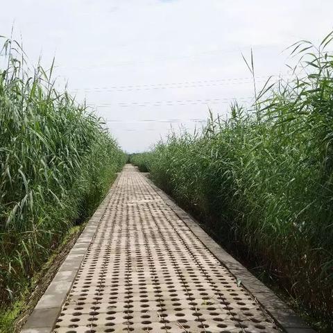 石家庄市街边公园叫什么