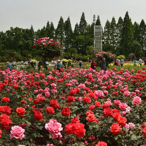 武汉火车站坐地铁几号线才能到青山区和平大道？