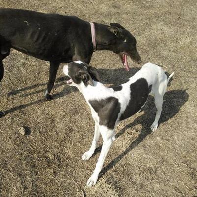 哈尔滨格力犬相关长尾关键词有哪些