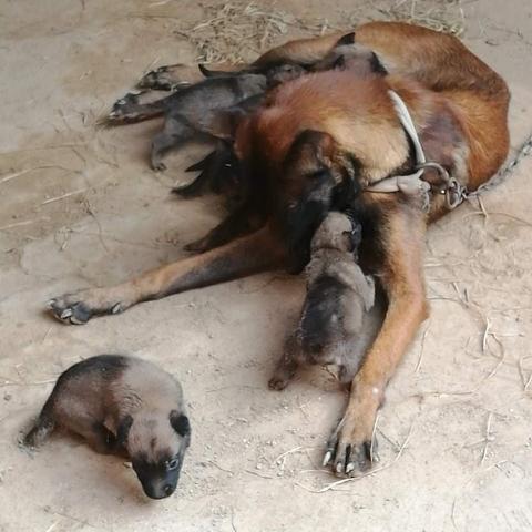 六月运势生肖狗男性格(六月运势生肖狗男性格分析)