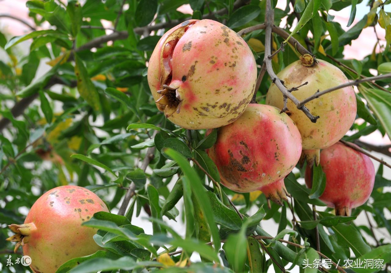 梦境中的酸甜交织，解读梦到吃了好酸的石榴又买了八个石榴的深层寓意