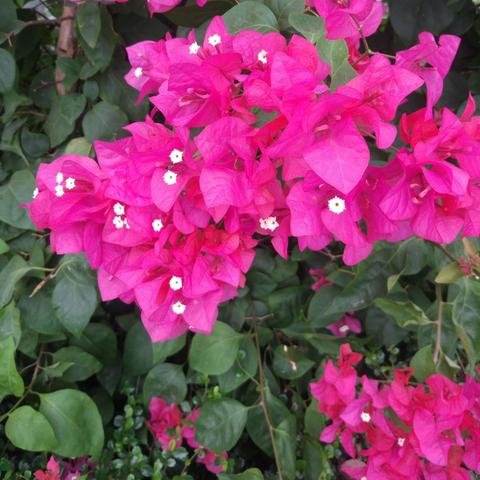 厦门市绿化工具哪里有