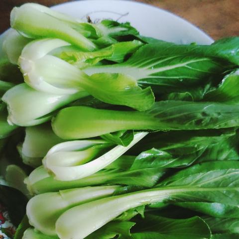 盘点上海青功效与作用相关关键词有哪些