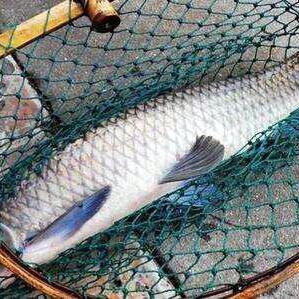 东莞市哪里有鱼苗卖