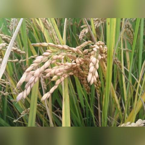 黄河夏季多什么天气