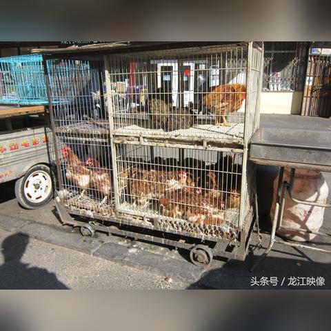 哈尔滨活鸡种类相关长尾关键词有哪些