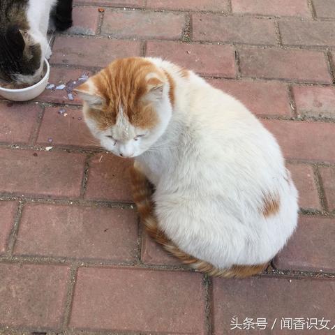 猫能吃红肠吗？