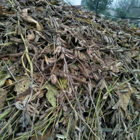 河南各高校开学延迟时间的相关长尾关键词有哪些