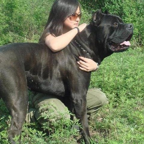 黑杜宾犬电影免费观看的长尾关键词有什么