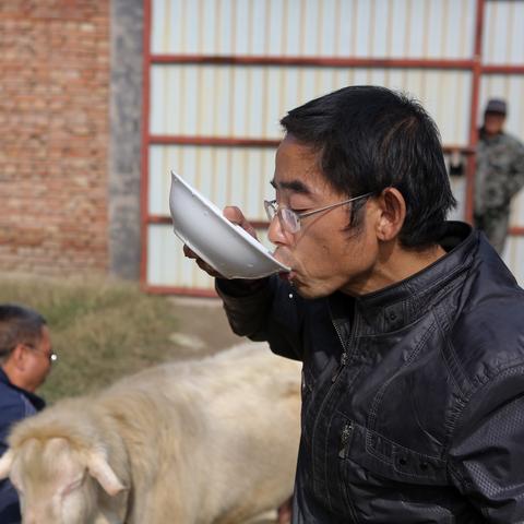 石家庄市配种猫的长尾关键词有什么