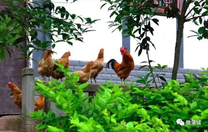 梦回田园，解读梦见黄瓜的深层寓意