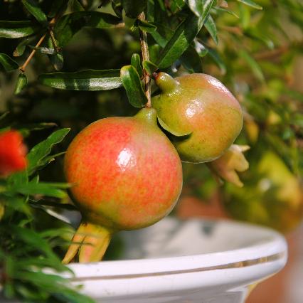 温州市苗木信息的长尾关键词有哪些