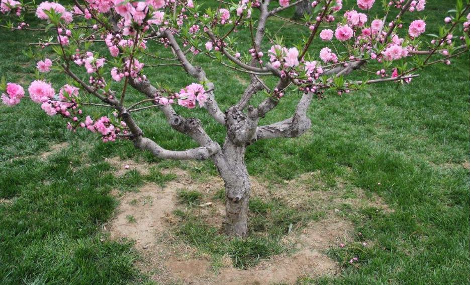 梅花盆栽种植方法,盆栽红梅花苞到开花期要怎样养护?"