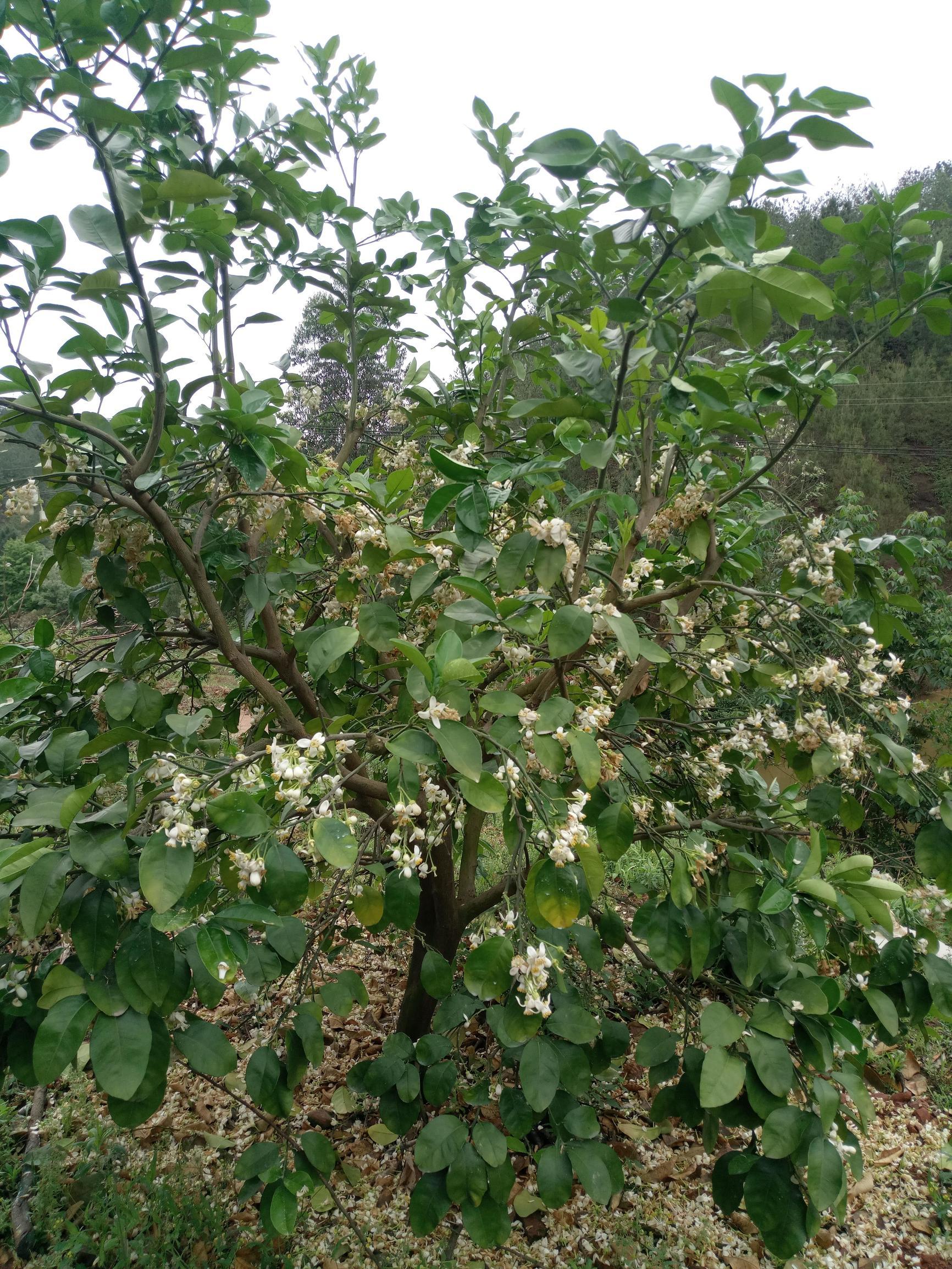 百畝柑橘的種植手藝_十畝地多嗎