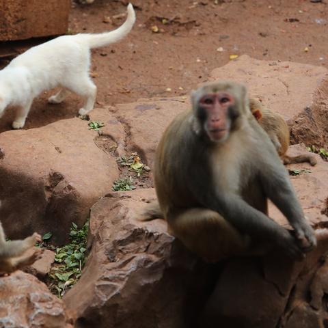 昆明市玩狗和猫哪里好