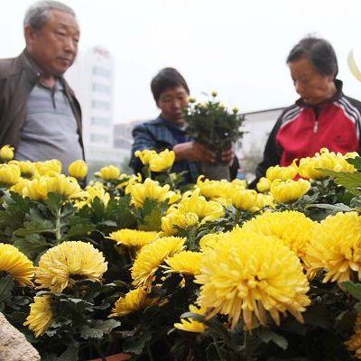 河南鄢陵发展怎么样