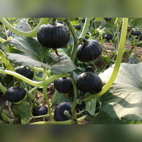 福建直销贝贝南瓜怎么样