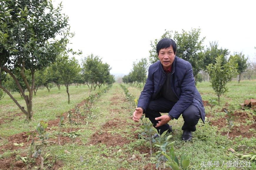 柑橘種植手藝培訓心得_外界對農(nóng)學類專業(yè)存在哪些成見與曲解