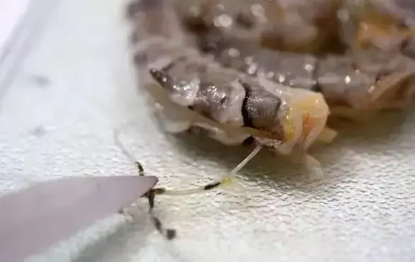 怎样快速去除大虾皮 怎样快速去熟虾皮