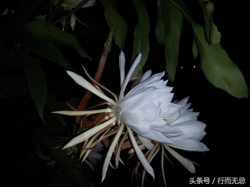 昙花什么时候开放,昙花的花苞一般出现什么特征?