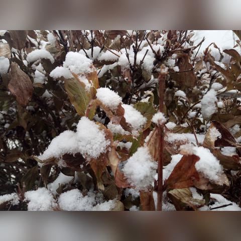 盘点雪花飘飘剧组在上海演出相关关键词有哪些