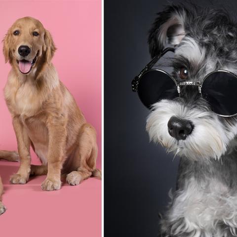 厦门航空能带宠物吗？