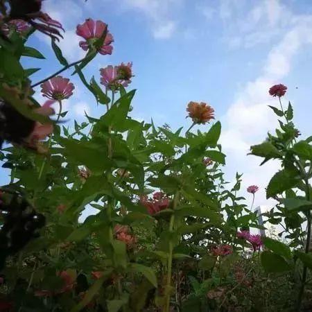 佛山市哪里有好玩的花海