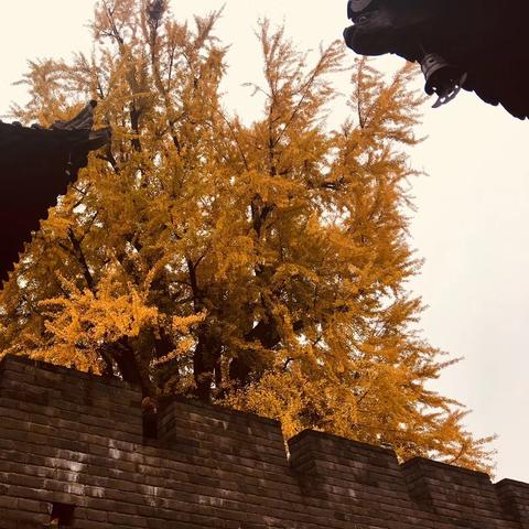 长安古观音禅寺怎么去？