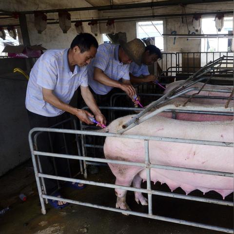 【桂林今日生猪价格】2025年8月26日桂林生猪价格是多少