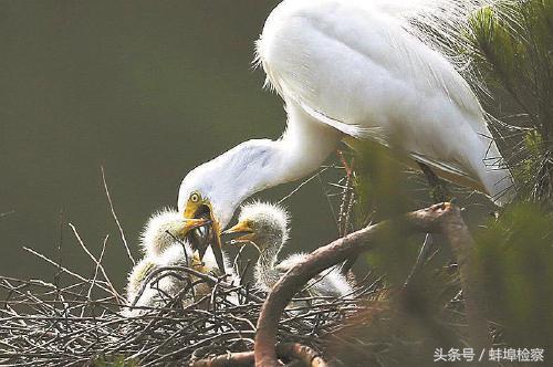 梦境奇缘,揭秘梦见假鸟活了的深层含义与心理解析 梦境奇缘,揭秘梦见假鸟活了的深层含义与心理解析