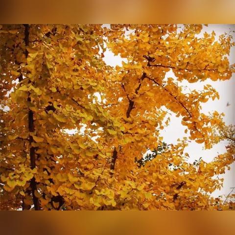 邯郸市有个叫什么春中学