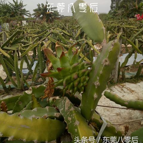 东莞市植物医生在哪里