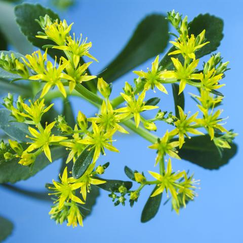 保定市三七景天的长尾关键词有什么