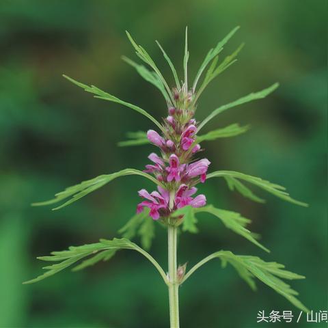益母草粉怎么吃法 益母草的吃法大全
