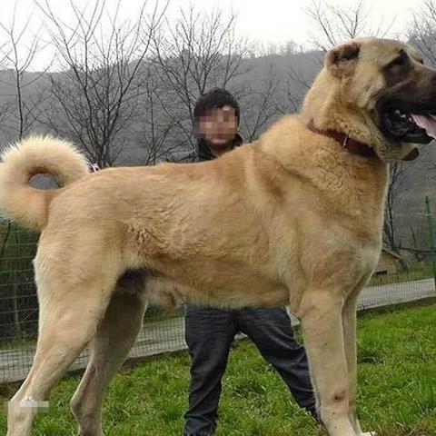 德国足球运动员踢输了土耳其的长尾关键词有什么