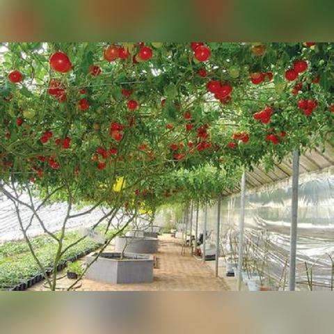 临沂市苍山镇属于哪个区