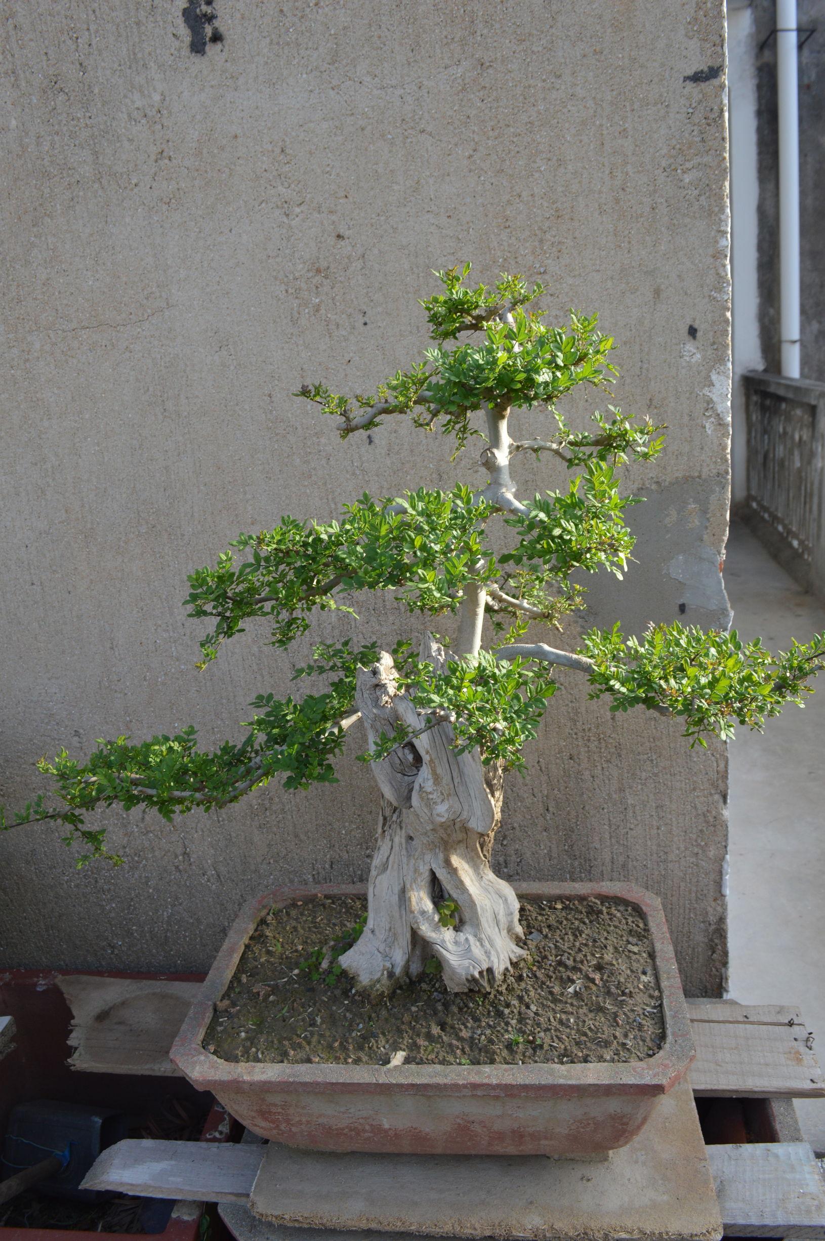 对节白蜡树盆景图片,对节白蜡盆景怎样养长得粗壮?