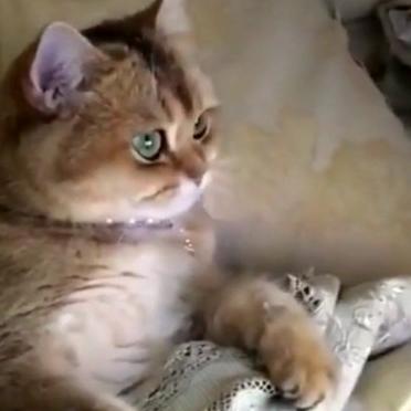 【天津枕头被子】长尾关键词有什么