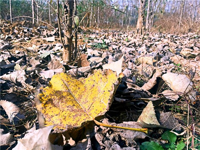 梦见洁白的屋里有雪,纯洁与希望的象征解析 梦见洁白的屋里有雪,纯洁与希望的象征解析