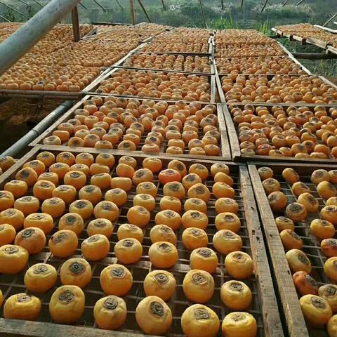 桂林市哪里产柿子好吃