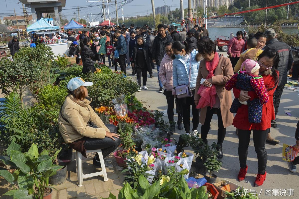 河南盆栽花批发市场,信阳有没有好一点的花卉市场?