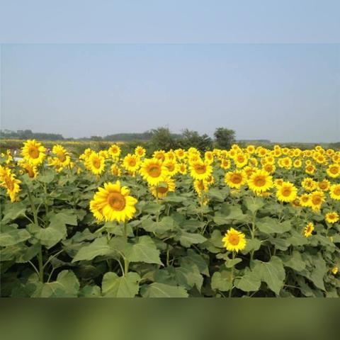 桂林市哪里有湿地松